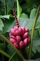 Los plátanos rosados crecen en el bosque de Florencia, visto mucho en Colombia. Colombia, Sudamerica.