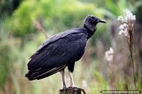 Versión más grande de Buitre negro grande, aves agresivas y carnívoras, Florencia.