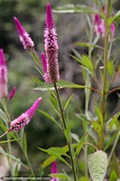 Long thin purple flowers dance in the breeze, nature walking in Florencia. Colombia, South America.
