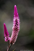 An exotic flower of purple stands out among the surroundings in a field in Florencia. Colombia, South America.