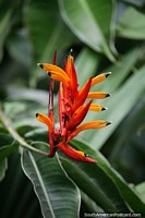 Rojo, naranja, amarillo, una flor exótica en Florencia con vainas y puntas. Colombia, Sudamerica.