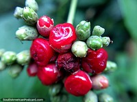 Red and green berries or flower buds, very small, macro photo in Florencia. Colombia, South America.