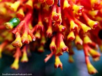 Red and yellow stems and flower pods in small detail, macro photo of nature in Florencia. Colombia, South America.