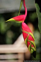 Colombia Photo - Exotic flower of red, yellow and green at the San Agustin Archaeological Park.