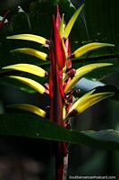 Exotic flower with yellow points in San Agustin, a place where nature is all around you. Colombia, South America.