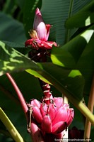Pink bananas with a pink flower at the top, beautiful nature in the sunlight at San Agustin Archaeological Park. Colombia, South America.