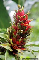 Versão maior do Flor vermelha e verde da selva, natureza vista na caminhada até a cachoeira em Mocoa.