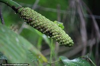 Planta verde em forma de espiga de milho, explorar Mocoa para conhecer a natureza interessante do sul. Colômbia, América do Sul.