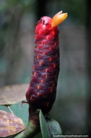 Versión más grande de Planta exótica parecida a un cactus rojo con una flor amarilla y hormigas en la cima en la selva de Mocoa.