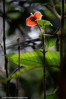Bela flor vermelha com interior amarelo se aquece à luz do sol na selva em Mocoa. Colômbia, América do Sul.