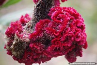 Textura e formato incríveis desta flor cor de vinho em Mocoa. Colômbia, América do Sul.