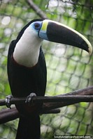 If any bird can, a toucan can, seen at CEA (Centro Experimental Amazonico) in Mocoa. Colombia, South America.