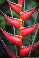 Otra asombrosa variedad de esta planta irregular vista en la selva de Mocoa. Colombia, Sudamerica.