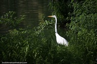 Versión más grande de Cigüeña blanca espera encontrar comida junto al río Magdalena en Barrancabermeja.