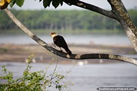 Grande pássaro senta-se em um galho de árvore com vista para o rio Magdalena em Barrancabermeja. Colômbia, América do Sul.
