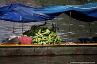 Los plátanos recién cosechados y maduros se compran y venden alrededor del río en Barrancabermeja. Colombia, Sudamerica.