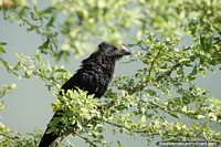 Black bird with a bristly feathered neck sits in a tree at the river in Barrancabermeja. Colombia, South America.