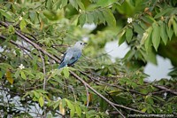Pequeno pássaro azul com penas em muitos tons de azul no rio em Barrancabermeja. Colômbia, América do Sul.