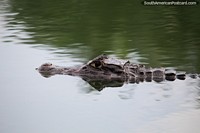 Crocodilo ou jacaré no rio Magdalena em Barrancabermeja, cuidado! Colômbia, América do Sul.