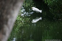 Cegonha-branca empoleirada para pegar comida nas águas do rio em Barrancabermeja. Colômbia, América do Sul.