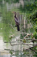Pájaro de río marrón posado en ramas delgadas en el río Magdalena en Barrancabermeja. Colombia, Sudamerica.