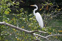 Versión más grande de Explore las riberas del río en Barrancabermeja en busca de vida silvestre y aves como esta cigüeña blanca.