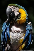 Larger version of Macaw, blue, green and yellow at El Gallineral Natural Park in San Gil.