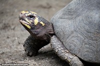 Larger version of Turtle, one of several living at El Gallineral Natural Park in San Gil.