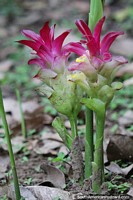 2 pequeñas flores carmesí nacen en el bosque de San Gil. Colombia, Sudamerica.