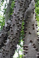 Árvore com pontas afiadas, não é um bom lar para animais, proteção natural na floresta em San Gil. Colômbia, América do Sul.
