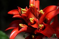 San Gil tiene una naturaleza exótica para ver como esta flor roja con capullos amarillos en el interior. Colombia, Sudamerica.