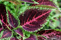 Burgundy and green, exotic leaves in beautiful nature areas in San Gil. Colombia, South America.