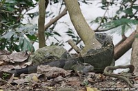 Iguana incrustada em folhas mortas ao lado de árvores na margem do rio em San Gil. Colômbia, América do Sul.