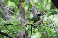Pássaro com vários tons de penas azuis e verdes perto do rio em San Gil. Colômbia, América do Sul.