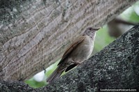 Pássaro marrom em uma árvore no rio em San Gil, há pássaros que podem ser encontrados aqui. Colômbia, América do Sul.