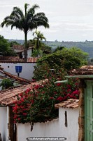 Enorme palmera domina la vista en este tranquilo barrio de Barichara. Colombia, Sudamerica.
