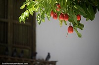 Red fruit hang above the plaza with pigeons on a wooden balcony in Santa Fe de Antioquia. Colombia, South America.