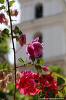 White church tower behind pink flowers glistening in sunlight in Santa Fe. Colombia, South America.
