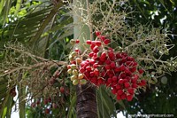 Exotic palm tree with red and green fruits growing in Santa Fe de Antioquia.