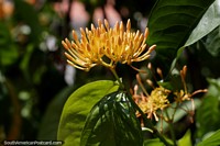 Versión más grande de Los cogollos florecen con el calor tropical en Santa Fe, un bonito lugar al norte de Medellín.