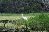 White stork looks for food at Yahuarkaka Lake in Leticia.