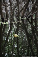 Versión más grande de Troncos de árboles crecen fuera del agua en todas direcciones, Lago Yahuarkaka, Leticia.