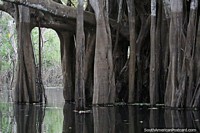 Many tree trunks that belong to the same tree grow in Yahuarkaka Lake in Leticia. Colombia, South America.