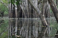 Tree trunks reflected in the waters of Yahuarkaka Lake in Leticia. Colombia, South America.