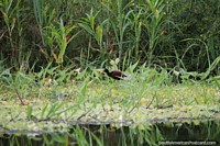 Ave comum vista nas zonas húmidas ao redor do Lago Yahuarkaka em Leticia. Colômbia, América do Sul.