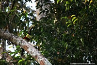 Fiery-billed Aracari up in a tree at Yahuarkaka Lake in Leticia.