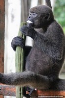 Versão maior do Lindo macaco da Amazônia na Fundação Maikuchiga em Mocagua perto de Leticia.