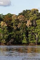 Floresta amazônica densa ao lado do rio em torno de Leticia.