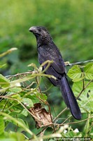 Pájaro negro común visto alrededor del río en Leticia. Colombia, Sudamerica.