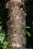 Árbol en el Amazonas con púas delgadas, afiladas y peligrosas en el tronco.